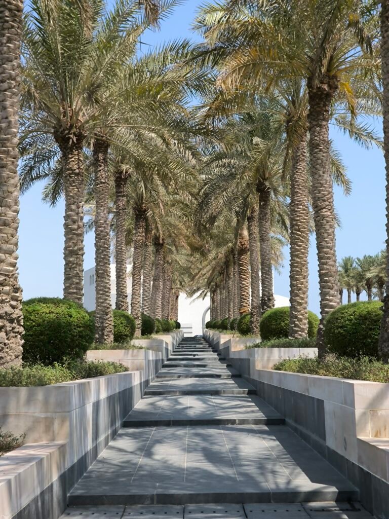 Walkway to the Museum of Islamic Arts in Doha. Gently sloping stairs lined with palm trees.